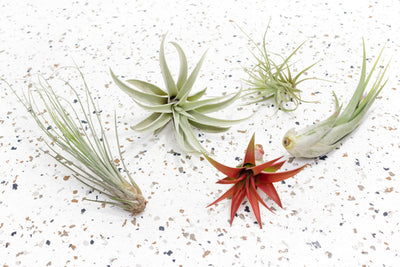 Tillandsia Juncea, Harrisii, Tenufolia, Circinata, and Red Abdita Air Plants