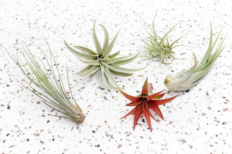 Classic Air Plant Collection featuring Tillandsia Juncea, Harrisii, Tenufolia, Circinata and Abdita Air Plants