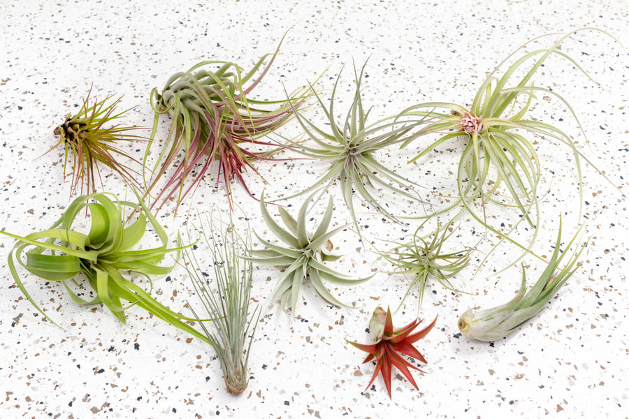 air plant types with pictures Collectors Choice + Classic 10 Tillandsia Air Plants