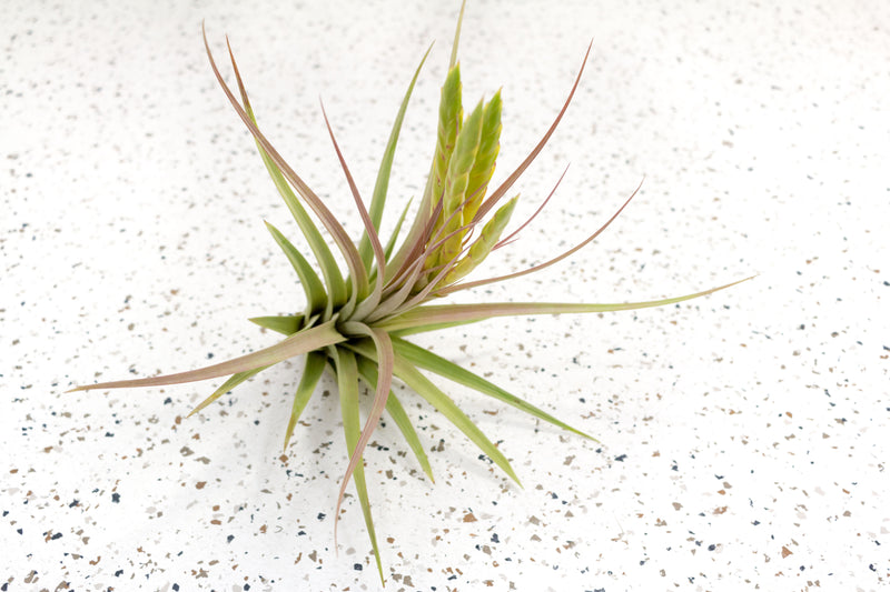 Wholesale - Tillandsia Concolor Air Plants