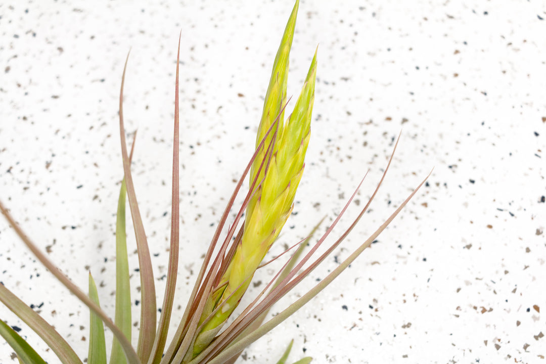 air plant changing color Air Plants