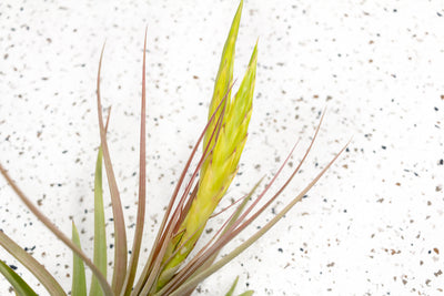 Close up of Bloom Spike on Tillandsia Concolor Air Plant