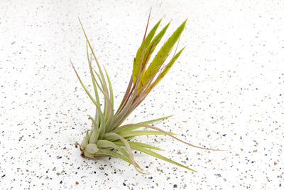 Tillandsia Concolor Air Plant with Bloom Spikes