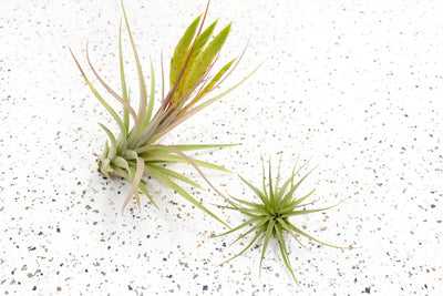 Tillandsia Concolor Cuicatlan with Bloom Spike and Tillandsia Concolor Air Plants