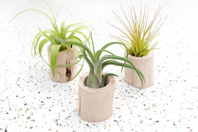 3 Small Driftwood Containers with Assorted Tillandsia Air Plants