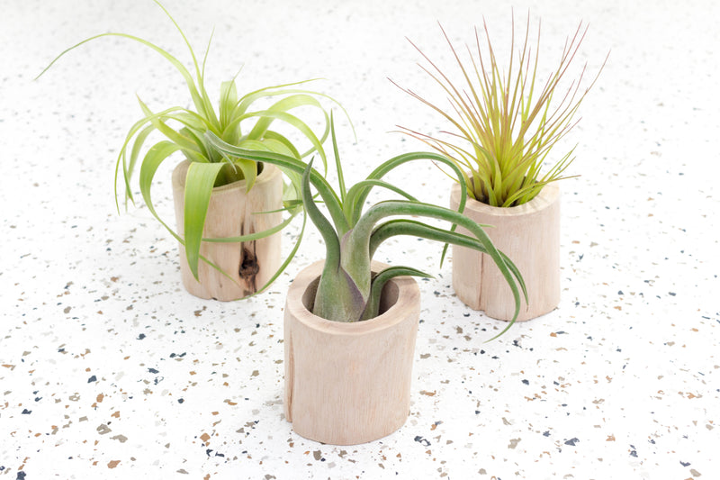 3 Small Driftwood Containers with Assorted Tillandsia Air Plants