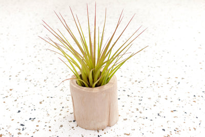 Driftwood Container with Tillandsia Melanocrater Air Plant