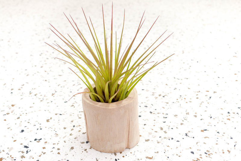 Small Driftwood Container with Tillandsia Melanocrater Air Plant