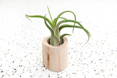 Small Driftwood Container with Tillandsia Caput Medusae Air Plant