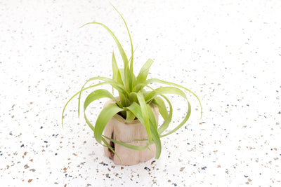 Small Driftwood Container with Tillandsia Streptophylla Hybrid Air Plant