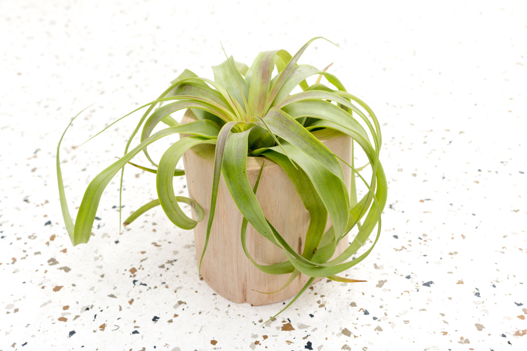 driftwood air plant holder Wholesale