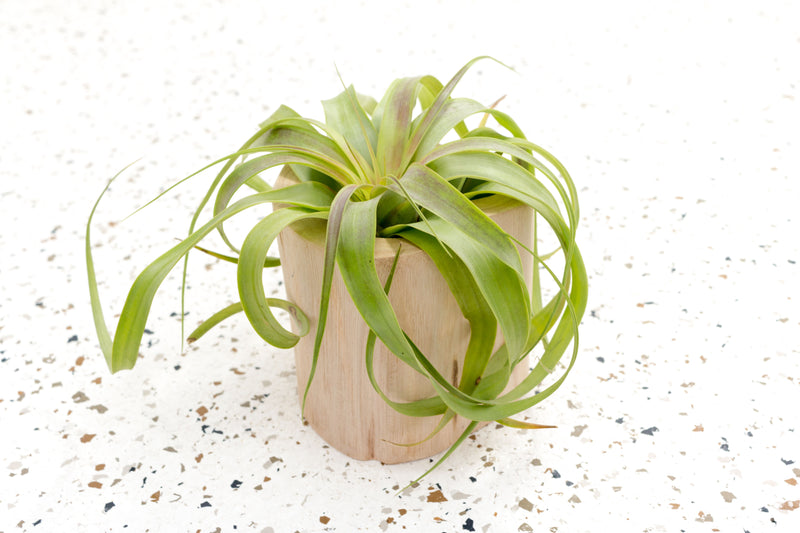Large Driftwood Container with Tillandsia Streptophylla Hybrid Air Plant