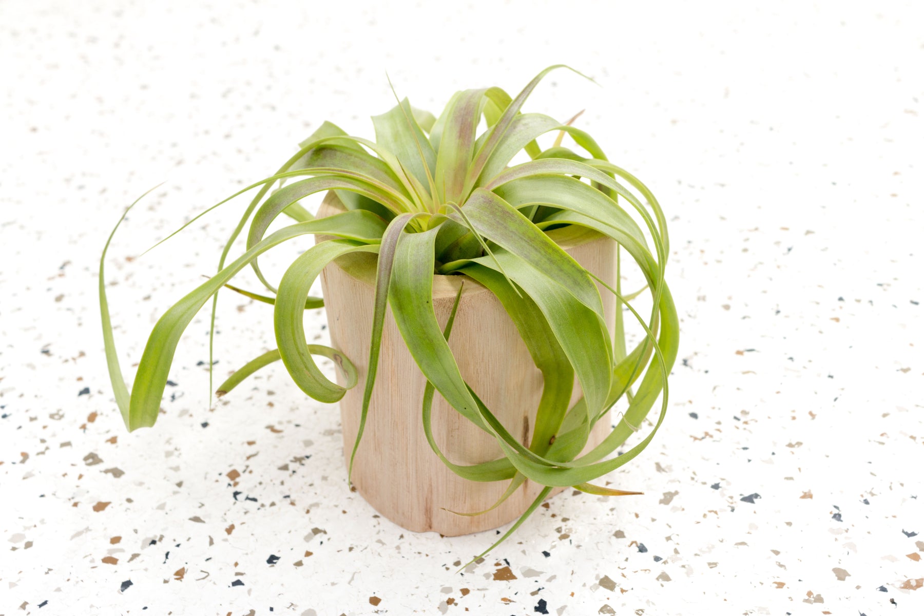 air plants and driftwood Air Plants Holder Large Driftwood with Tillandsia Wholesale – Air Plant City