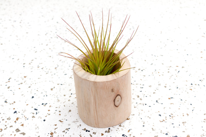Driftwood Container with Tillandsia Melanocrater Air Plant