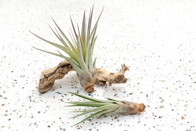 2  Tillandsia Fasciculata Air Plants