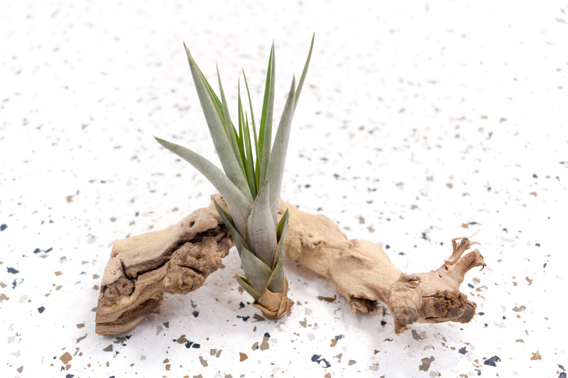 Tillandsia Fasciculata Air Plant