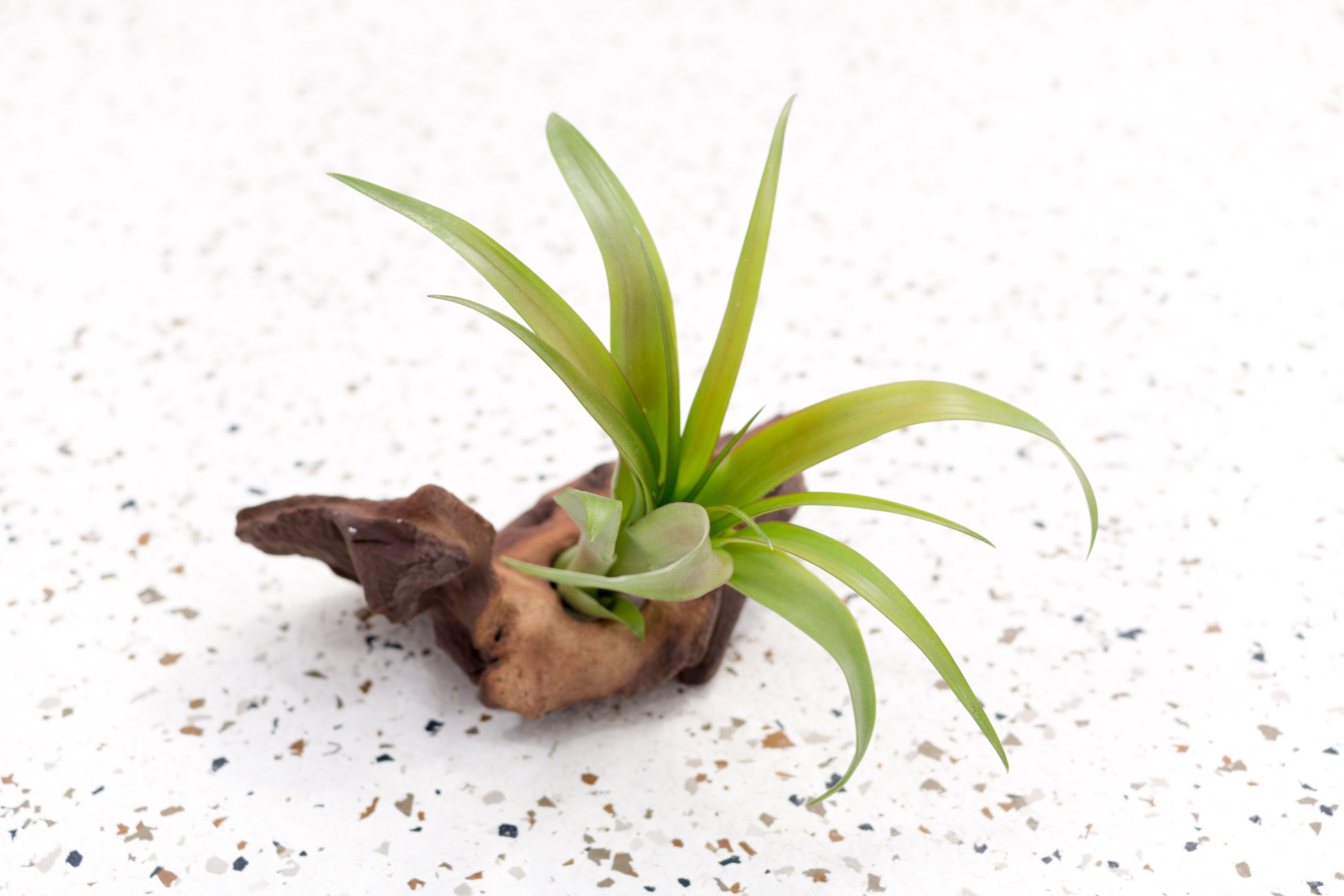 Air Plants - Tillandsia Flabellata - Wholesale – Air Plant City