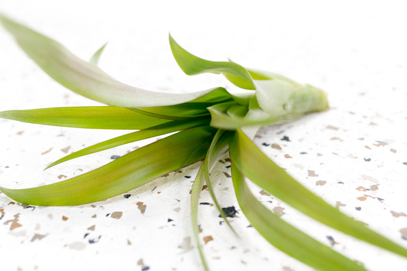 Tillandsia Flabellata Air Plant