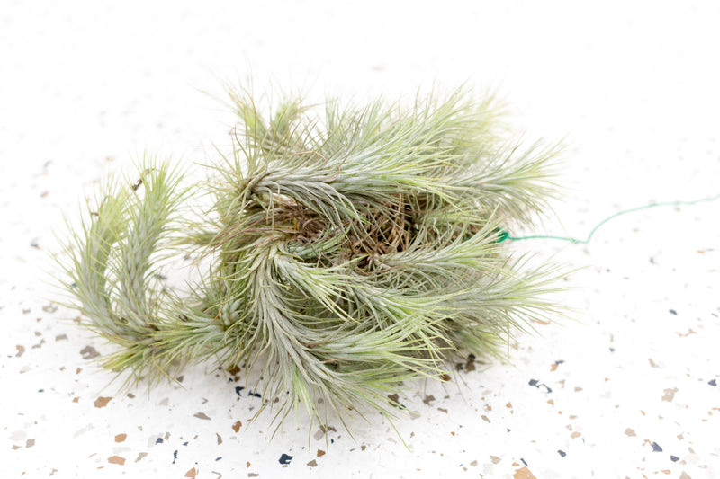 Tillandsia Funkiana Large Hanging Cluster with Wire Hook