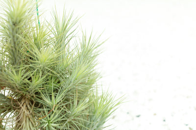 Tillandsia Funkiana Large Hanging Cluster with Wire Hook