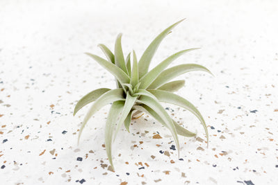 Tillandsia Harrisii Air Plant