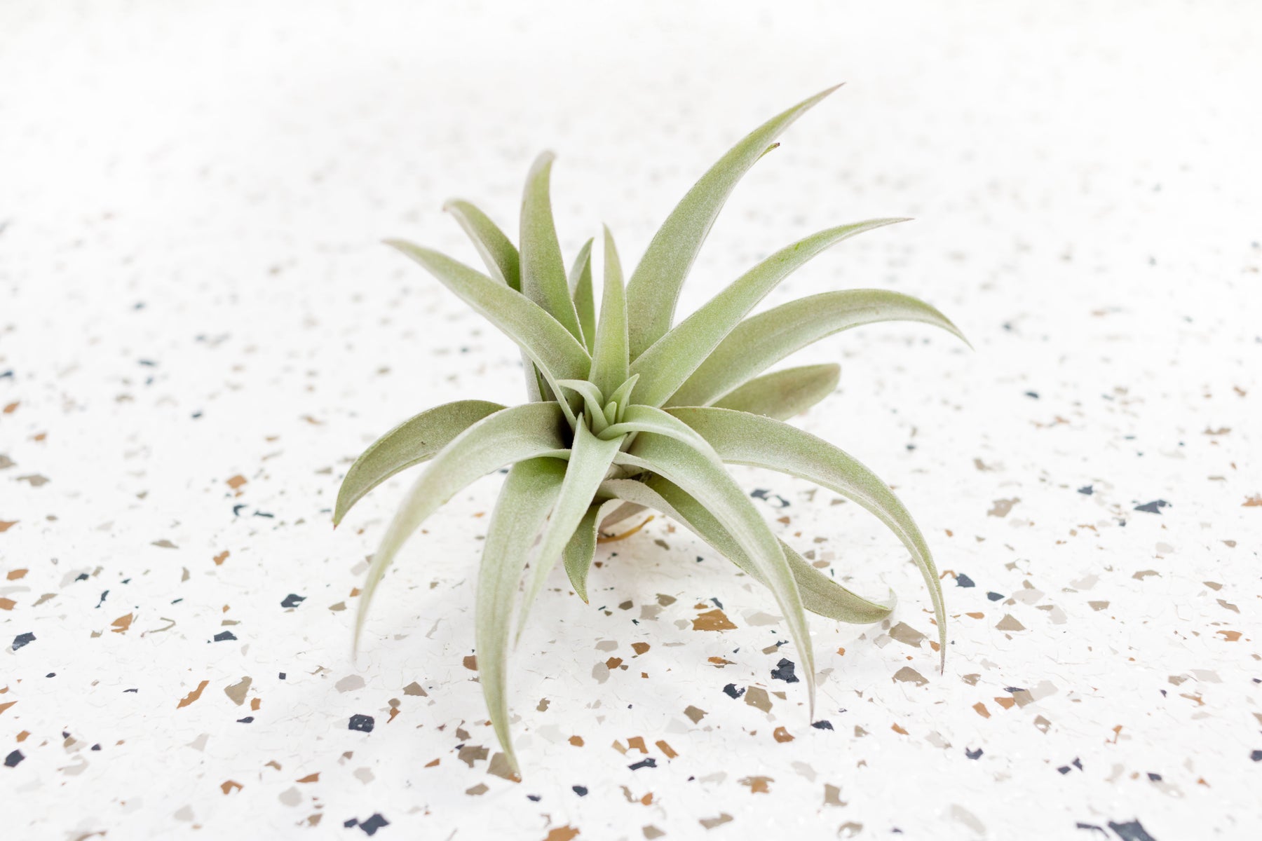 harrisii air plant Tillandsia Harrisii Air Plants, Regular / Single Plant