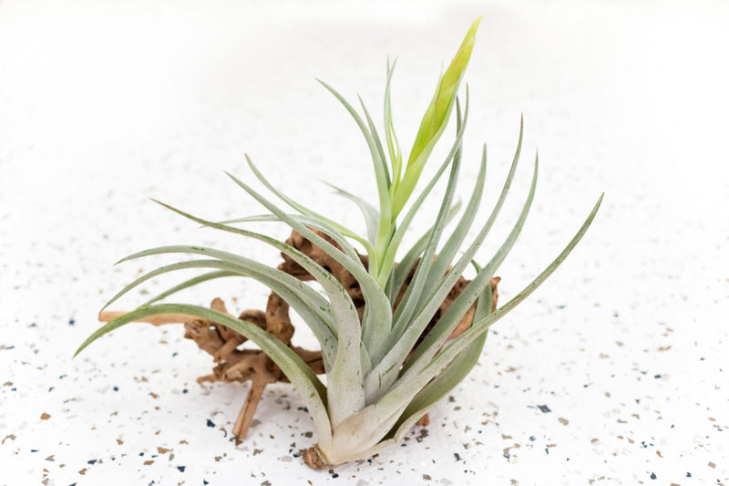 Tillandsia Harrisii Air Plant with Bloom Spike