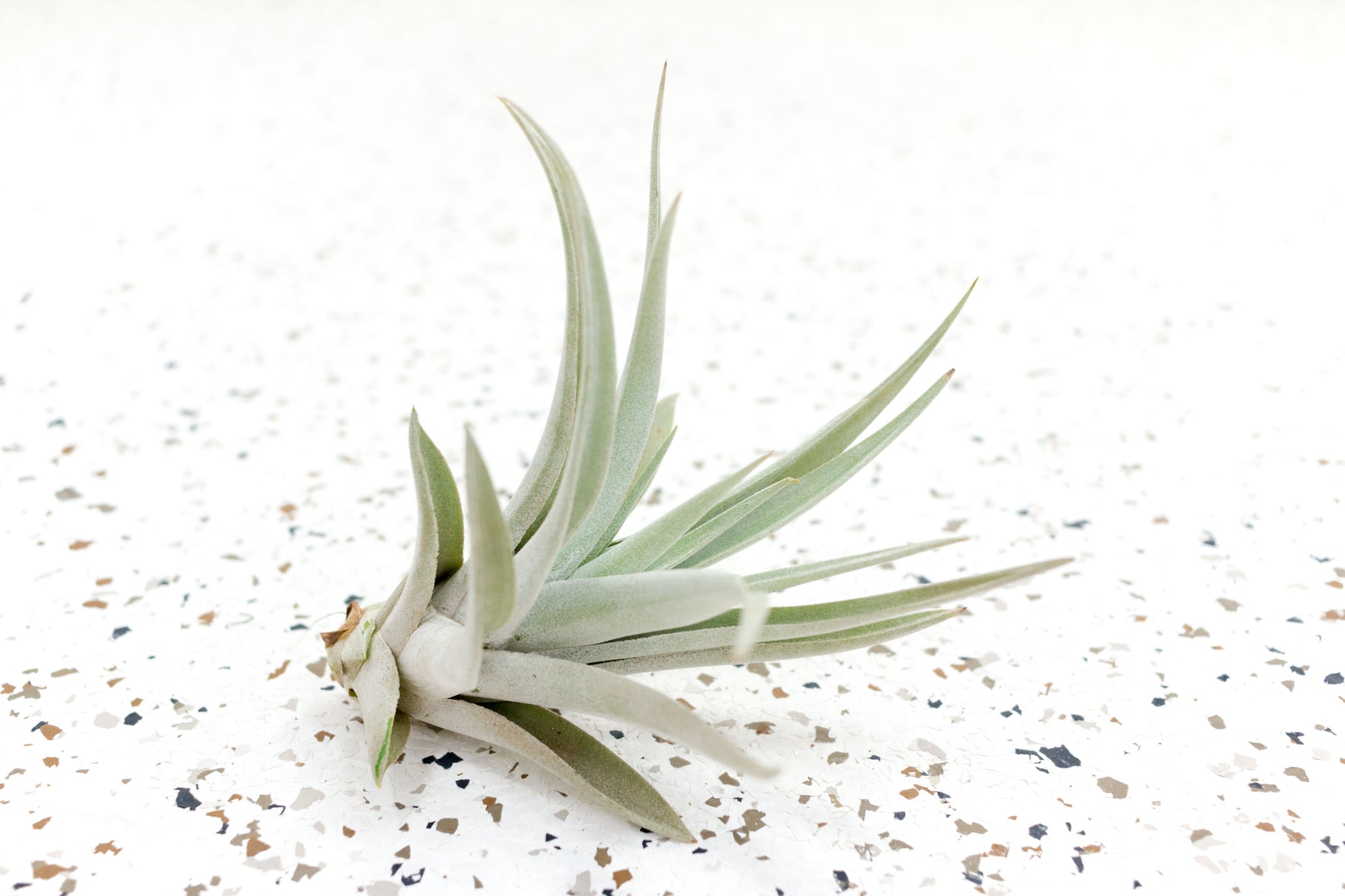 harrisii air plant care Tillandsia Harrisii Air Plants, Regular / Single Plant
