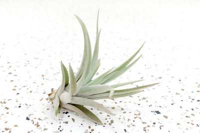 Tillandsia Harrisii Air Plant