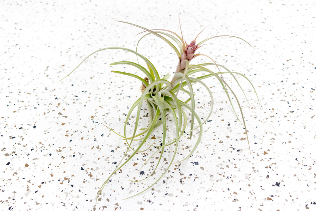 Tillandsia Heather's Blush Air Plant with Bloom Spike