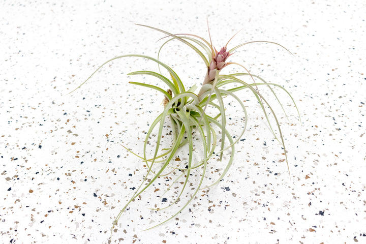 Tillandsia Heather's Blush Air Plant with Bloom Spike