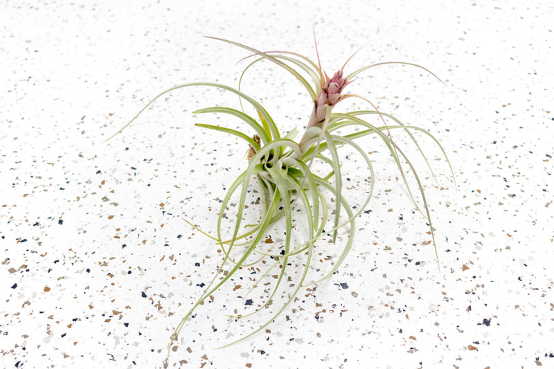 Tillandsia Heather&