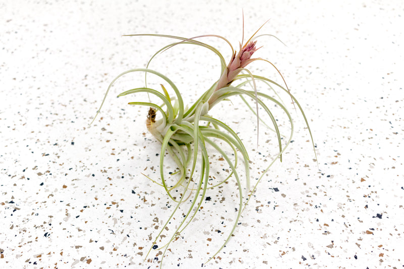 Tillandsia Heather&