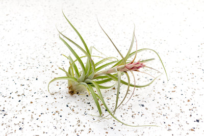 Tillandsia Heather's Blush Air Plant with Bloom Spike