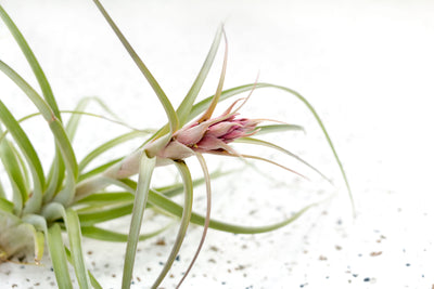 Close up of Bloom Spike on Tillandsia Heather's Blush Air Plant