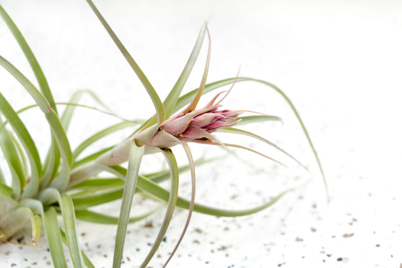 Close up of Bloom Spike on Tillandsia Heather&