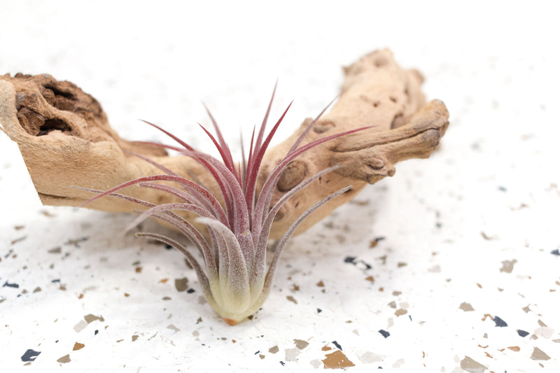 Blushing Red Tillandsia Ionantha Fuego Air Plant