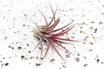 Tillandsioa Ionantha Fuego Air Plant