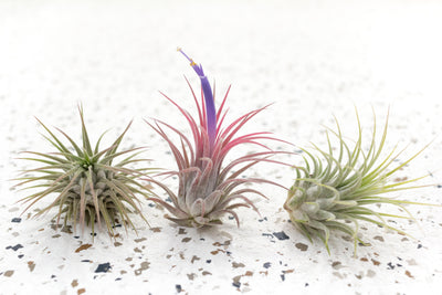 2 Tillandsia Ionantha Guatemala Air Plants, 1 with Pink Blush and Purple Tubular Flower