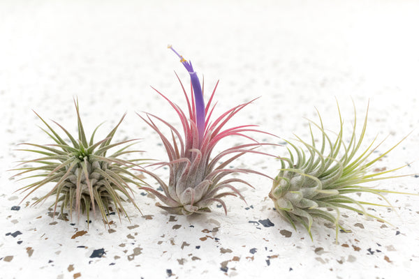 Tillandsia Ionantha Guatemala Air Plants