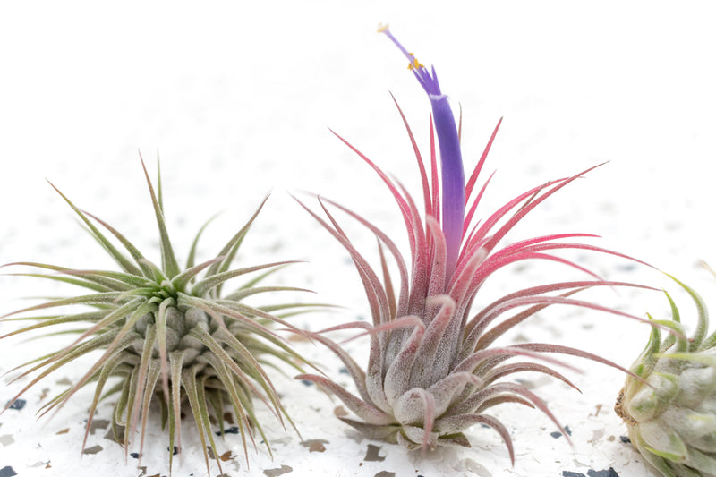 3 Tillandsia Ionantha Guatemala Air Plants