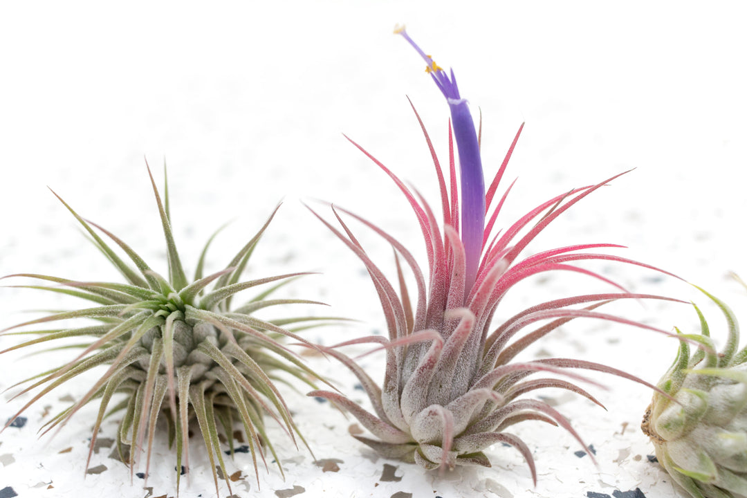 air plant with pink and purple flower Tillandsia Ionantha Guatemala Air Plants, 10 Pack