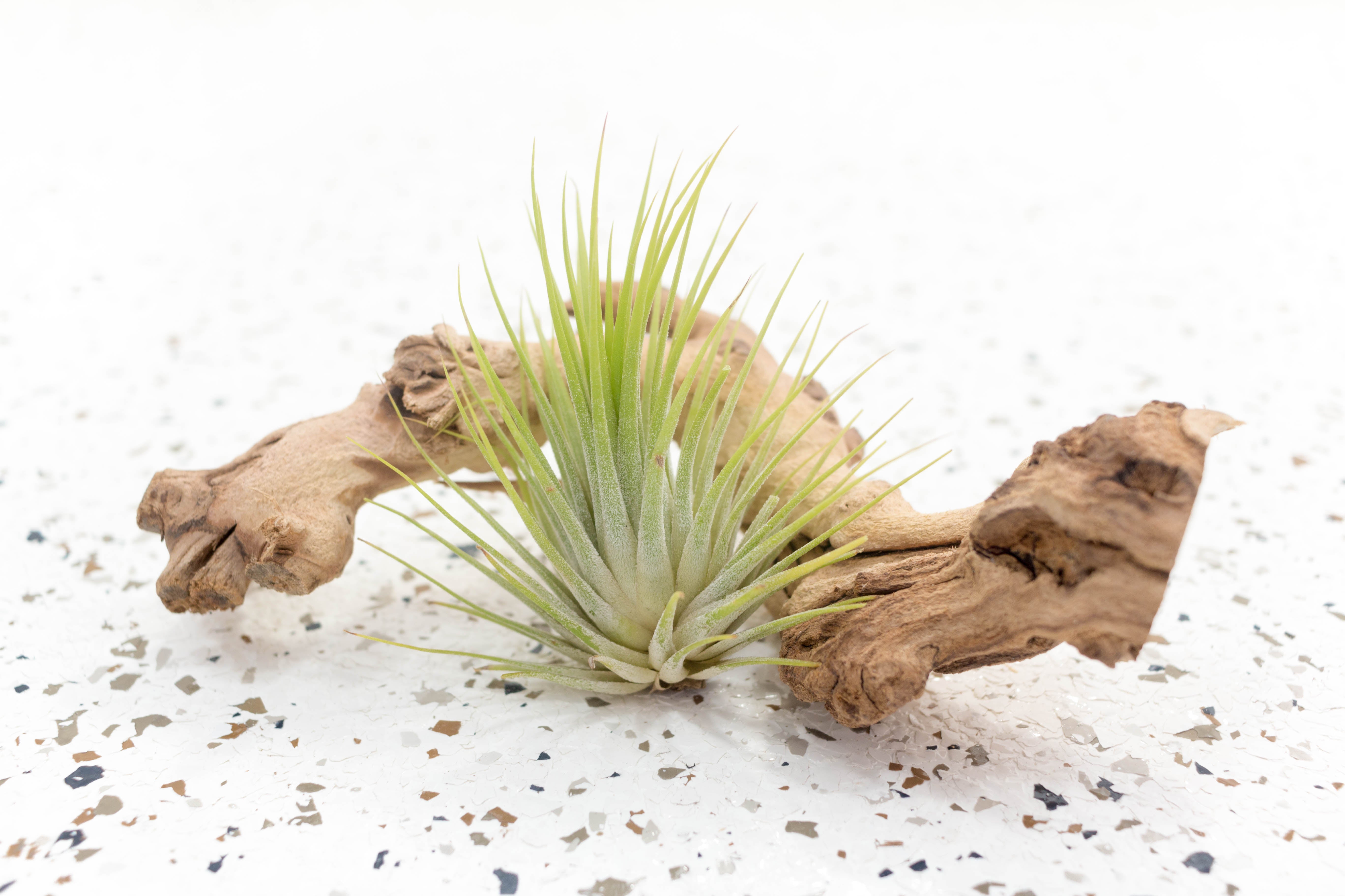 airplantcity_tillandsia_airpla