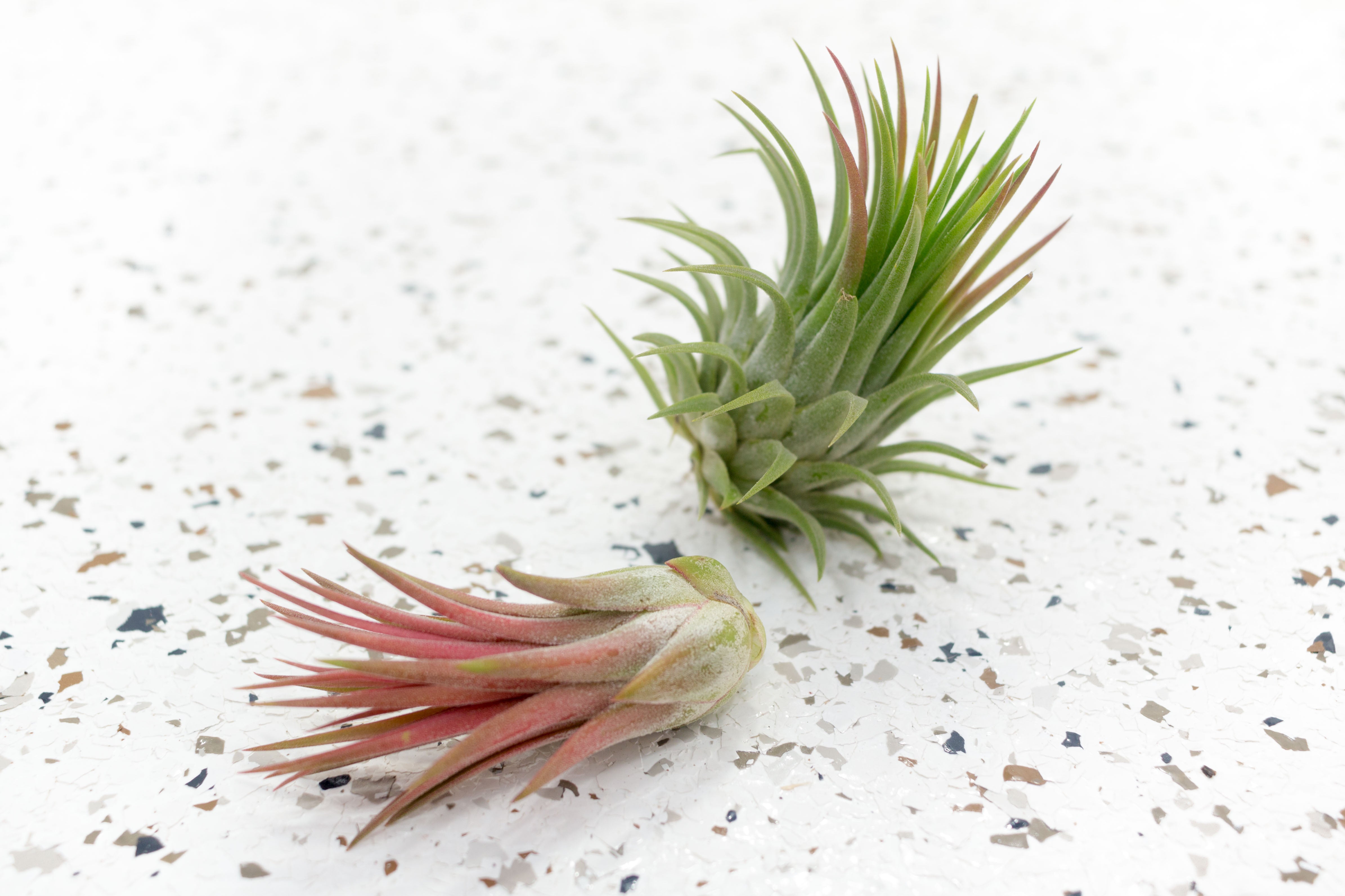 Air Plants - Tillandsia Ionantha Mexican - Wholesale – Air Plant City