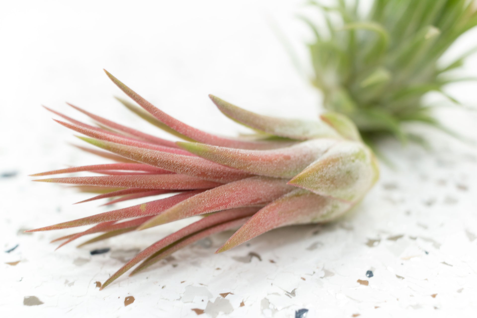 airplantcity_tillandsia_airpla 