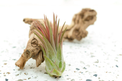 Tillandsia Ionantha Scaposa Air Plant