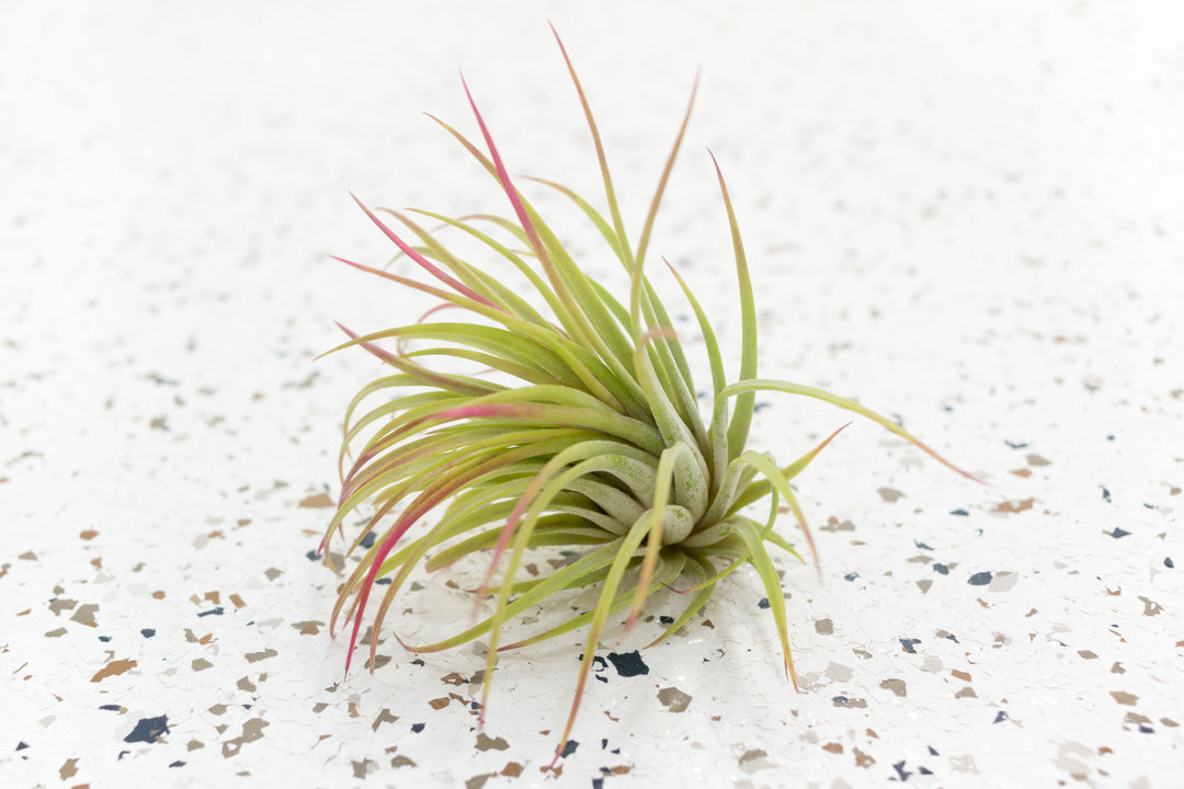 ionantha rubra air plant Tillandsia Ionantha Rubra Air Plants, Regular / Single Plant