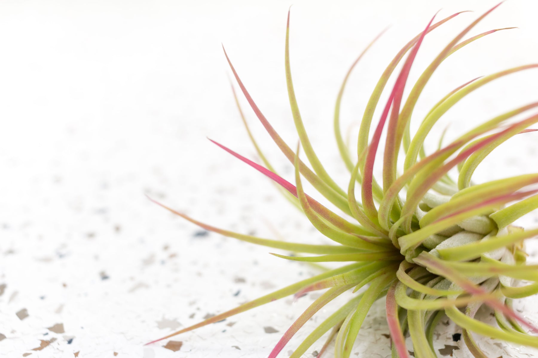 ionantha rubra air plant Tillandsia Ionantha Rubra Air Plants, Regular / Single Plant
