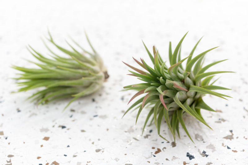 2 Tillandsia Ionantha Guatemala Air Plants