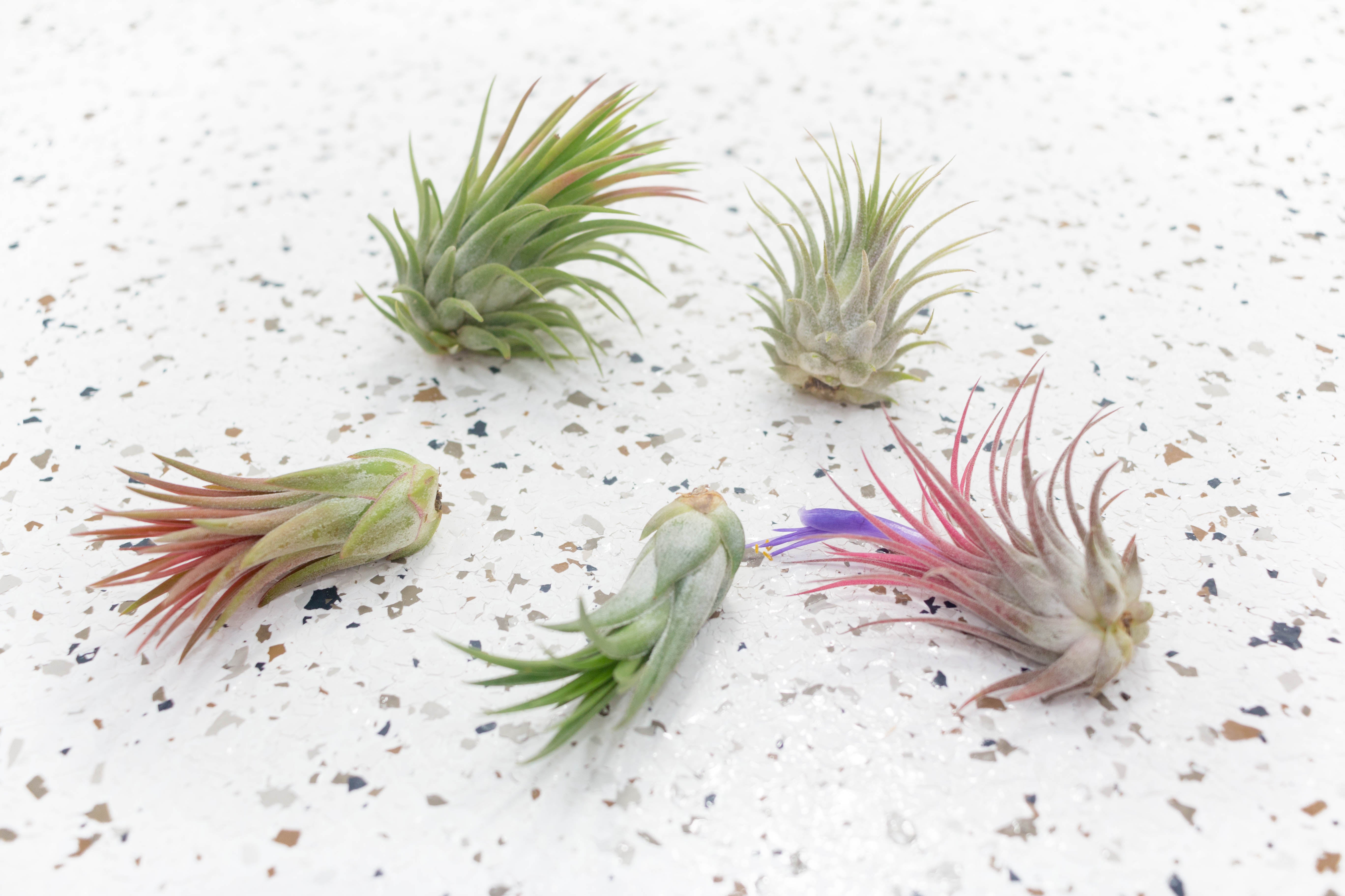Tillandsia ionantha 5種セット